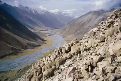 Icebreaker promotes the Running of the Sheep