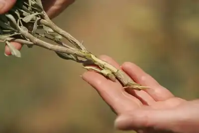 Patagonia promotes guayule as ‘the best weed in town’