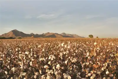 Organic cotton farmers need better guarantees for it to work, says TE