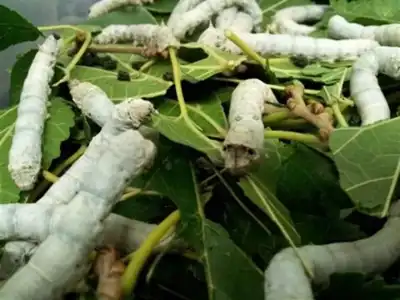 Spider silk maker signs production deal in Vietnam