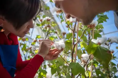 Researchers work on “next generation” cotton