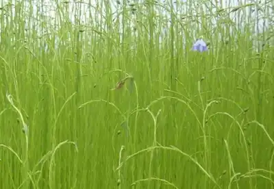 Linen producers should welcome Inditex demands