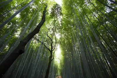 Kontoor seeks alternative fibres as part of new forestry policy