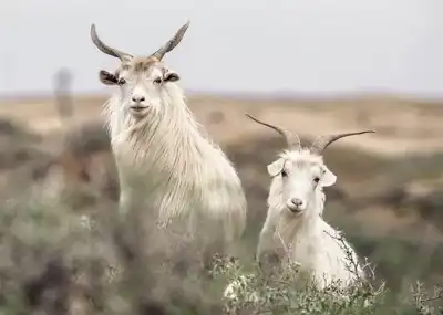 Film celebrates cashmere’s cachet
