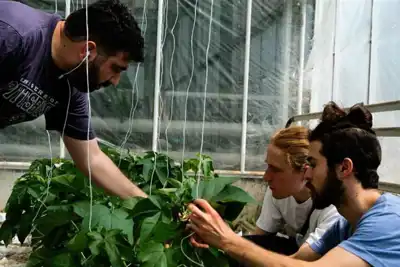 British cotton-growing startup cuts water, fertiliser, insecticides