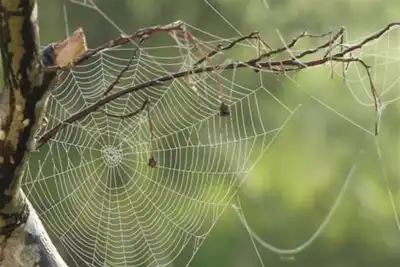 Researchers develop polymer yarn to rival spider silk strength