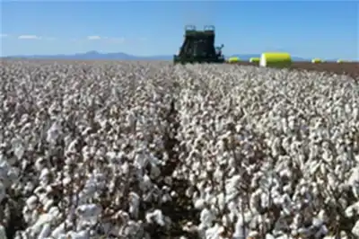 CCI buys more cotton to help India’s farmers