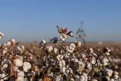 Senators urge assistance for US cotton and textiles industry