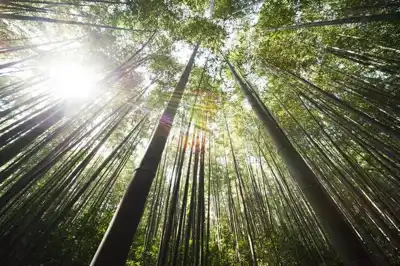 WWF partnership to help Anta progress ESG projects