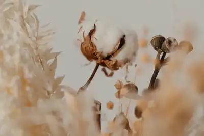 Report advises how to keep plastic out of cotton production
