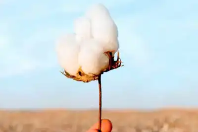 US Cotton Trust launches campaign for Trust Protocol