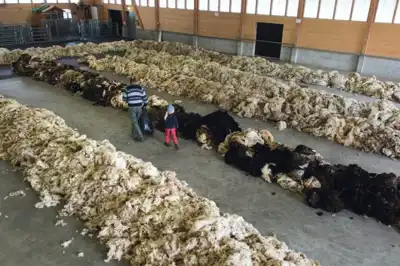 Wool insulation a “sustainable alternative to polyester fillings”