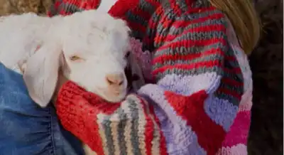 Oritain applies traceability techniques to mohair