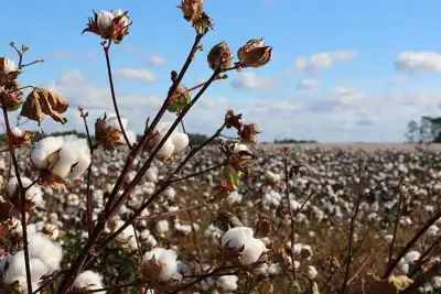 M&S backs call to action on Xinjiang cotton
