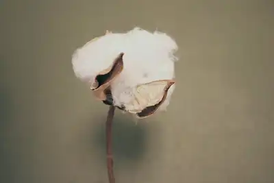 Transformers Foundation seeks 'truth' about cotton