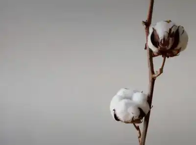 Screening for GMO in cotton chain reaches ‘milestone’