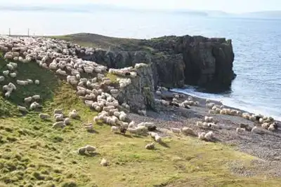 Regenerative wool