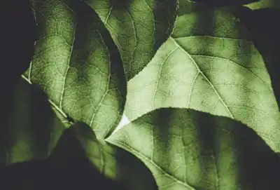 New, China-grown biomimetic transpiration textile