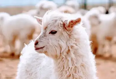 Training programme will help spread cashmere standard beyond Mongolia