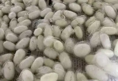 Kraig secures millions to advance spider silk