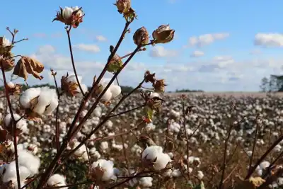 Brazil signs cotton contract with China