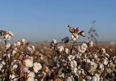 Cotton sourcing platform can relay farmers’ stories