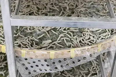 Kraig Labs seeks new spider silk patents