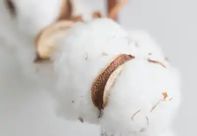 Hohenstein offers assurance on organic cotton