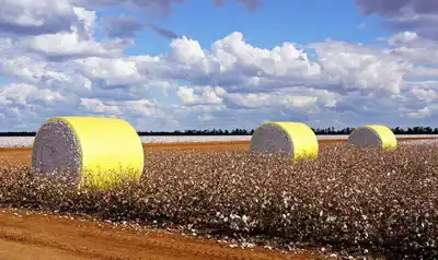 Australia’s cotton sector faces up to worker shortage