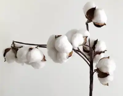 Associations celebrate UN resolution on World Cotton Day