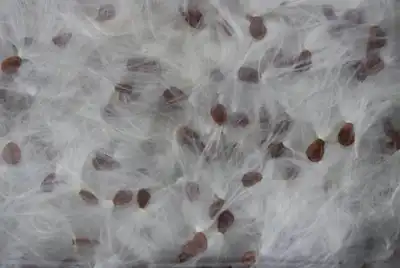Milkweed’s natural properties inspire new insulation material