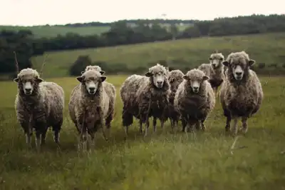 Wool is from plants, and other myths