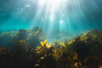Surf brand sponsors seaweed fibre research
