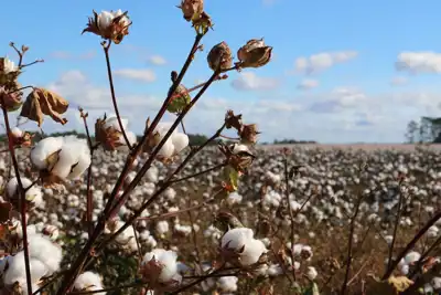ILO: systemic child and forced labour ‘eliminated’ from Uzbek cotton