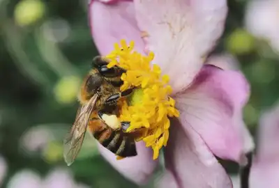 Bee tongues could inspire new textiles