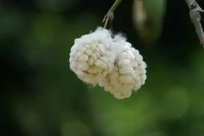 Primark to more than double ‘sustainable’ South Asian cotton supply