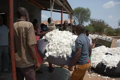 Reinhart offers traceable GOTS cotton from Tanzania