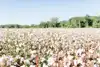 When Less is More: The Durability & Reusability of Cotton Support a Sustainable Future