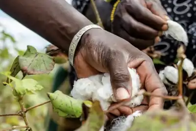 Better Cotton now ‘mainstream’, says CEO