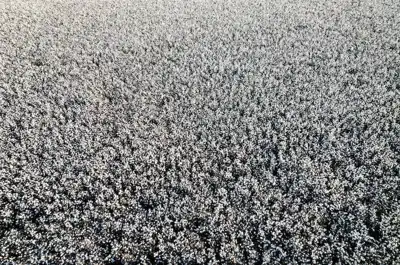Good Earth Cotton onboards 1,977 Indian farms