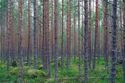 Helsinki to host Nordic biorefinery talks