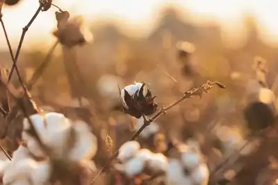 EU New Cotton Project issues updates