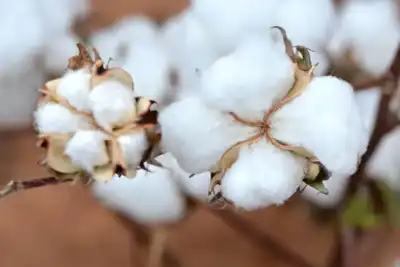 US on course for smallest cotton crop in seven years
