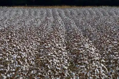 Textile Exchange issues annual reports, despite organic cotton challenges