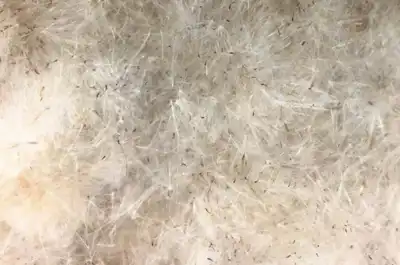 Cattail fluff presented as an insulation alternative