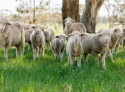 Wool industry carbon emissions on the way down in Australia