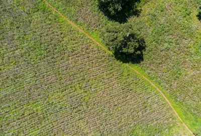 Better Cotton appeals to US body to not rely on LCAs