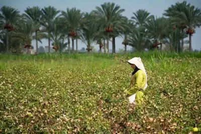 Ventile names first biodynamic cotton project beneficiaries