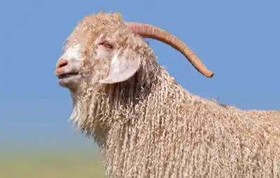 Programme aims to boost cashmere and mohair production