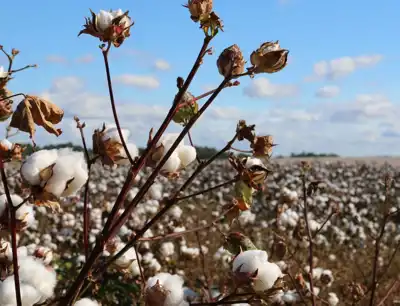 New regenerative cotton standard aims to attract growers